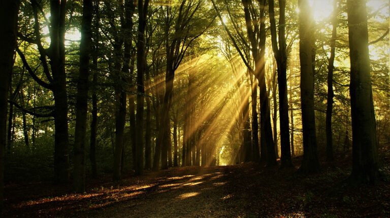 forest-6692271_960_720