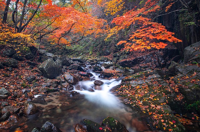 brook in autumn